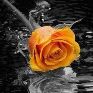 Meet your Posher, Deb